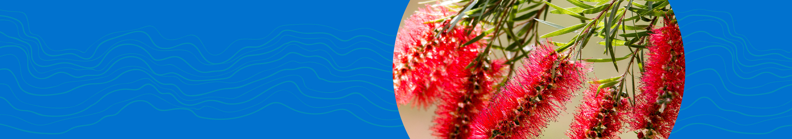 Section heading "Opportunities". Features a decorative image of an Australian red bottlebrush plant.