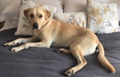 Margaret Cole's Labrador, Elgin