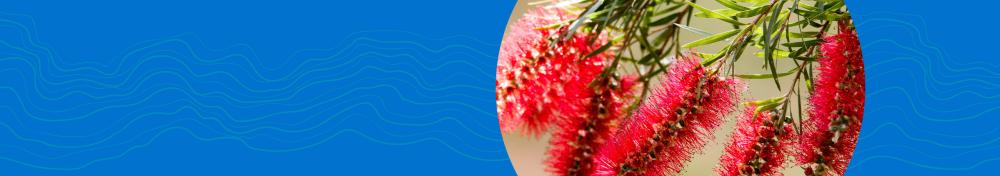 Section heading "Opportunities". Features a decorative image of an Australian red bottlebrush plant.