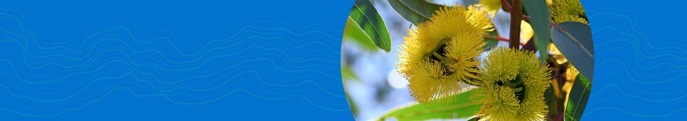 Section heading: 'Our vision for reconciliation'. Includes a decorative image of native flowers.